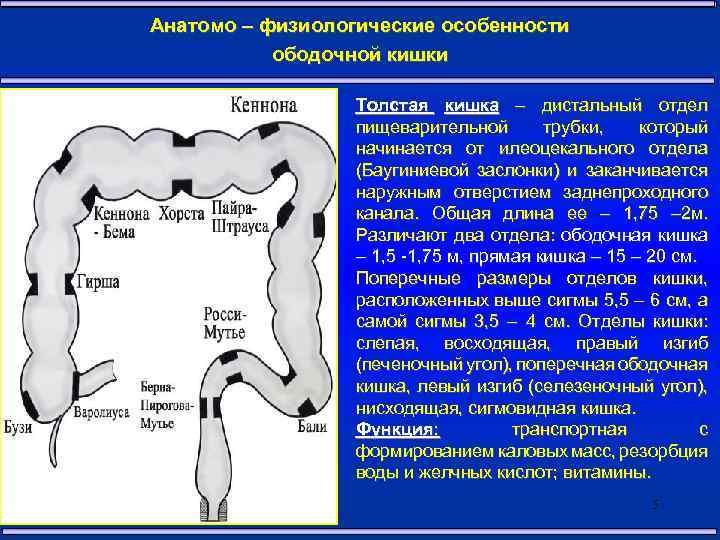Анатомо – физиологические особенности ободочной кишки Толстая кишка – дистальный отдел пищеварительной трубки, который