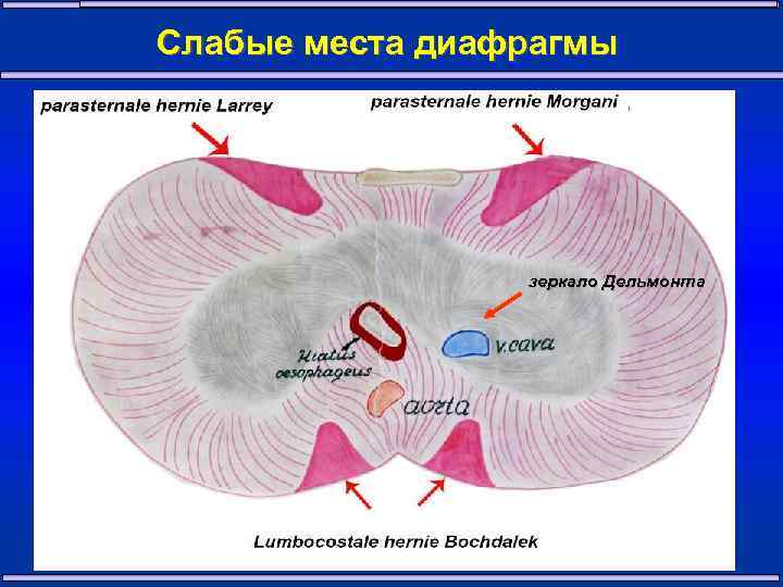 Слабые места диафрагмы зеркало Дельмонта 27 
