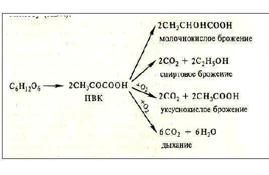 Уксуснокислое брожение презентация