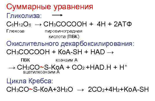 Суммарные уравнения Гликолиза: С 6 Н 12 О 6 → СН 3 СОСООН +