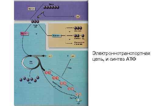 Электроннотранспортная цепь, и синтез АТФ 