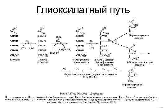 Схема глиоксилатного цикла