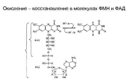 Окисление – восстановление в молекулах ФМН и ФАД 