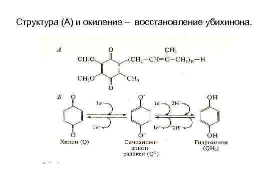 Структура (А) и окиление – восстановление убихинона. 