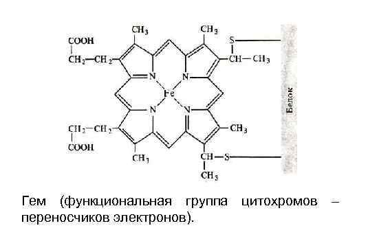 Гем (функциональная группа цитохромов – переносчиков электронов). 