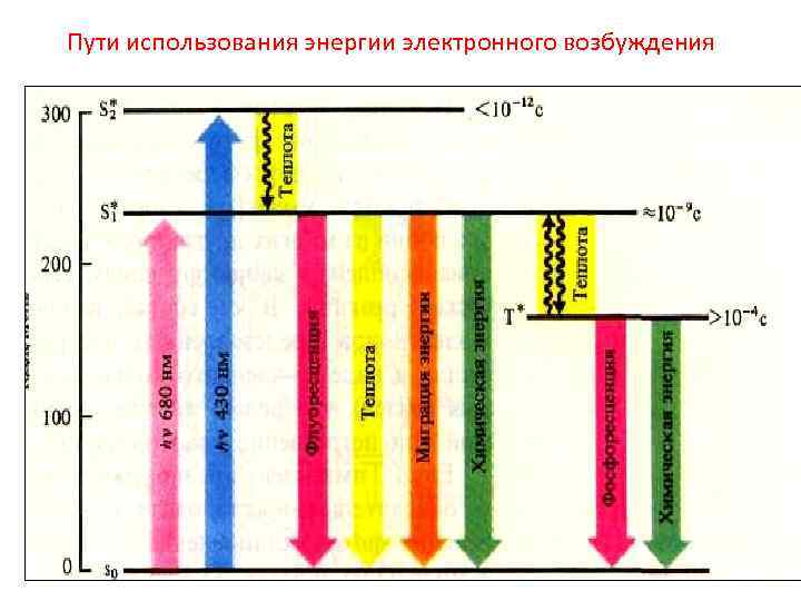 Возбуждение хлорофилла. Энергетические состояния молекулы хлорофилла. Синглетное и триплетное состояние хлорофилла. Возбуждение электронов хлорофилла.