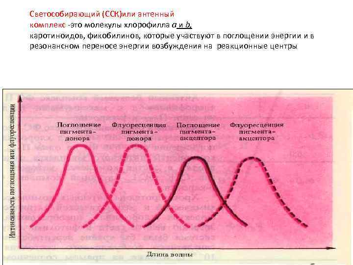 Светособирающий (ССК)или антенный комплекс это молекулы хлорофилла а и b, каротиноидов, фикобилинов, которые участвуют