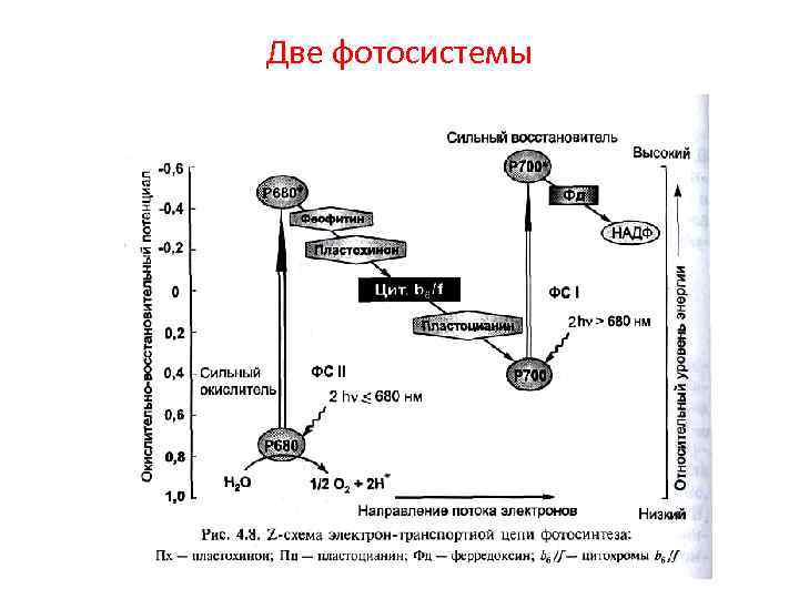 Две фотосистемы 