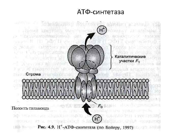 Схема пальмитат синтетазного комплекса