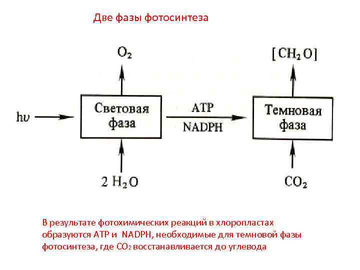 Две фазы фотосинтеза В результате фотохимических реакций в хлоропластах образуются ATP и NADPH, необходимые