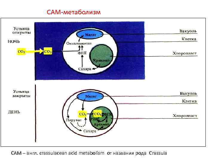 САМ метаболизм САМ – англ. crassulacean acid metabolism от названия рода Crassula 