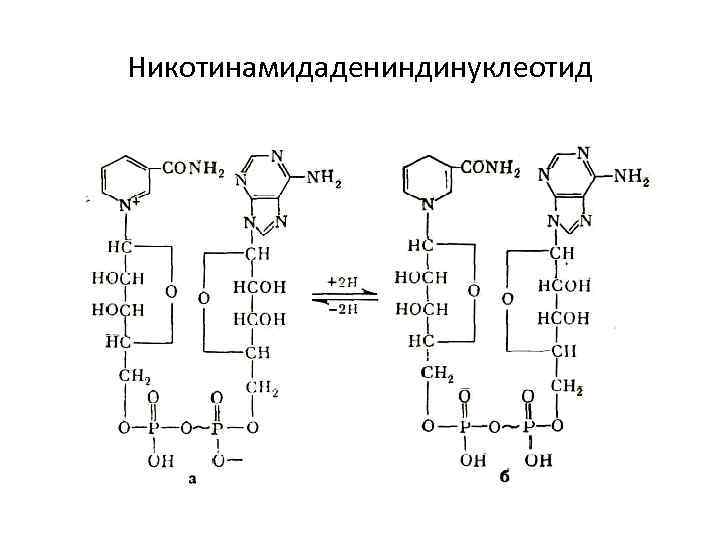 Никотинамидадениндинуклеотид 