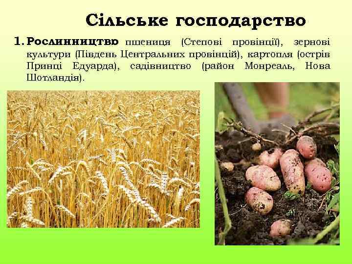 Сільське господарство 1. Рослинництво пшениця (Степові провінції), зернові : культури (Південь Центральних провінцій), картопля