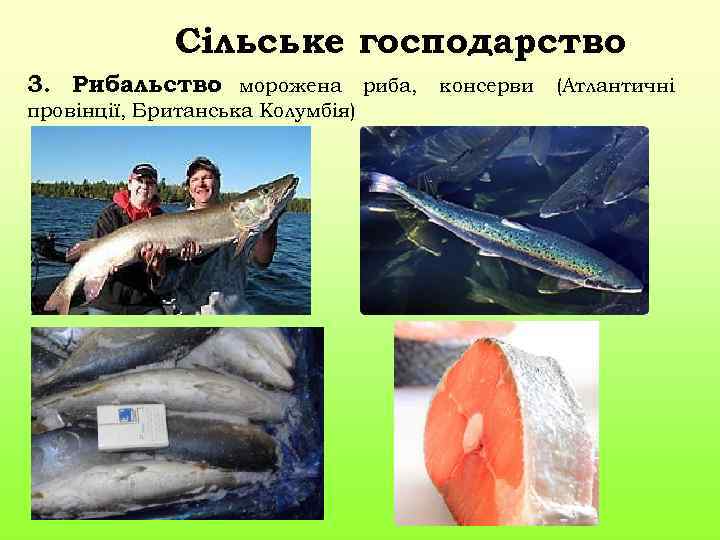 Сільське господарство 3. Рибальство морожена риба, консерви (Атлантичні : провінції, Британська Колумбія) 