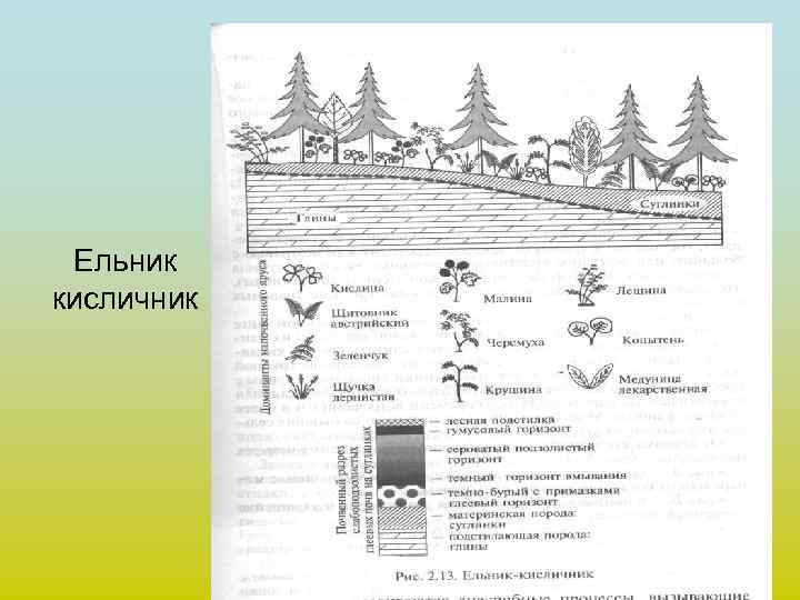 Ельник кисличник 