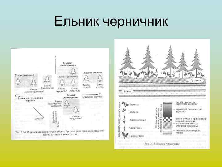 Рассмотрите рисунок 107 учебника объясните почему вначале развивается березовый лес а затем ельник