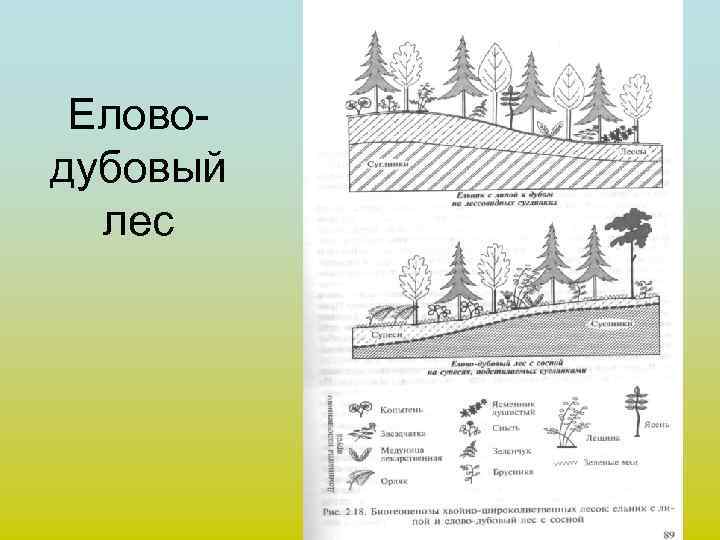 Еловодубовый лес 
