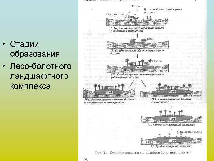 • Стадии образования • Лесо-болотного ландшафтного комплекса 