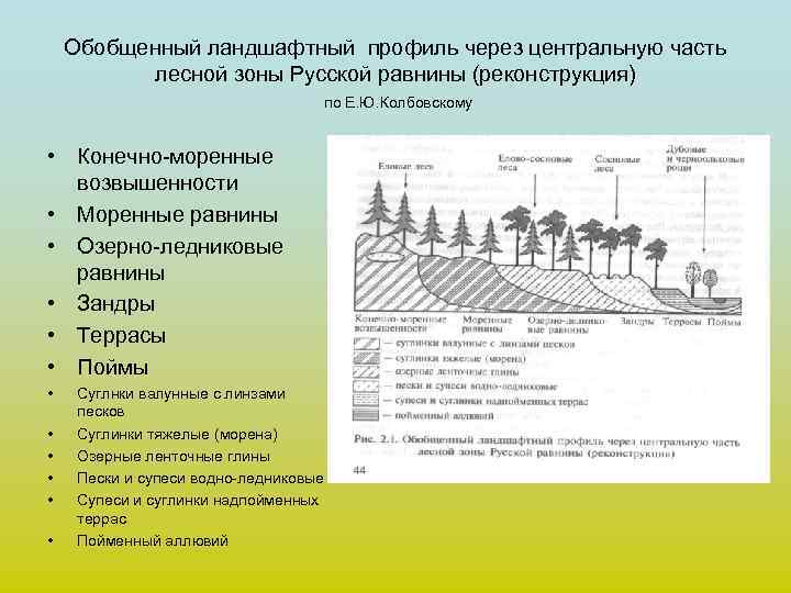 Обобщенный ландшафтный профиль через центральную часть лесной зоны Русской равнины (реконструкция) по Е. Ю.