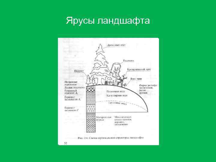 Ярусы ландшафта 
