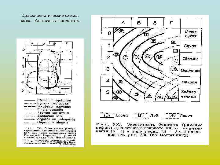 Эдафо-ценотические схемы, сетка Алексеева-Погребняка 