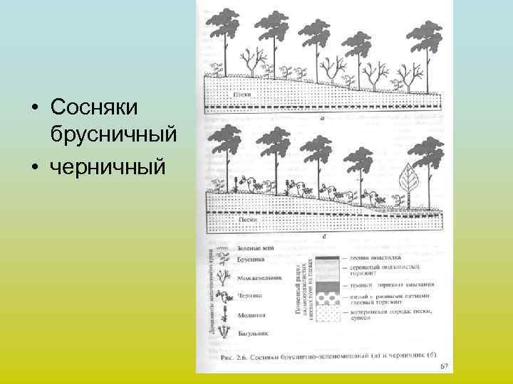  • Сосняки брусничный • черничный 