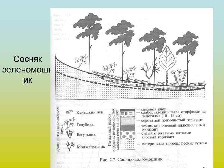 Сосняк зеленомошн ик 