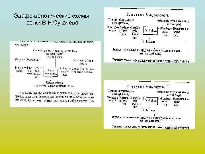 Эдафо-ценотические схемы сетки В. Н. Сукачева 