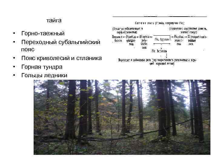 тайга • Горно-таежный • Переходный субальпийский пояс • Пояс криволесий и стланика • Горная