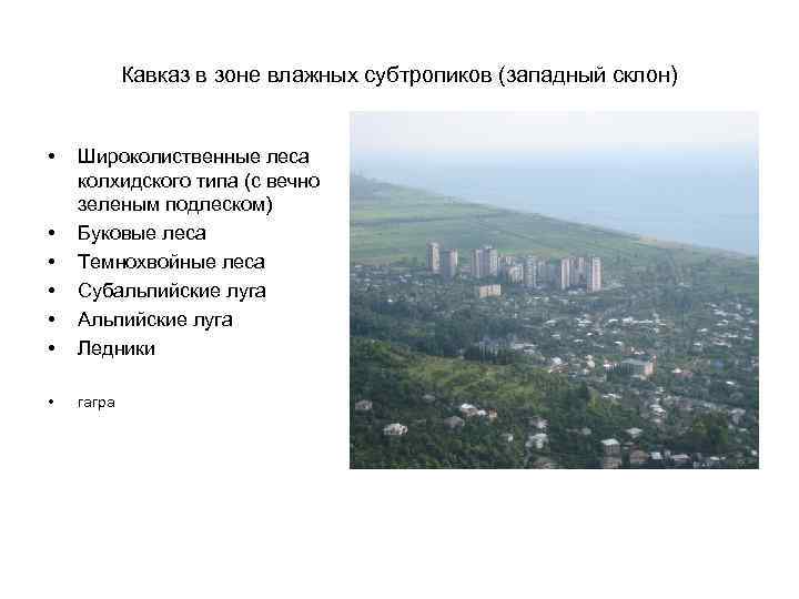 Кавказ в зоне влажных субтропиков (западный склон) • • • Широколиственные леса колхидского типа