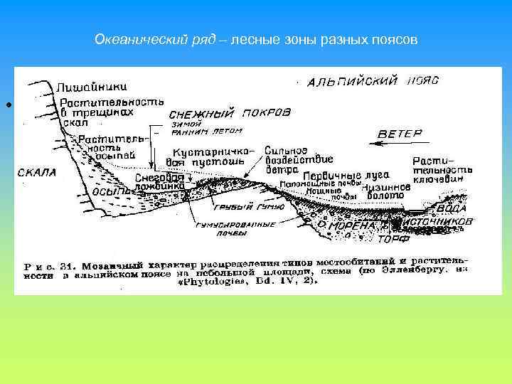 Океанический ряд – лесные зоны разных поясов • 