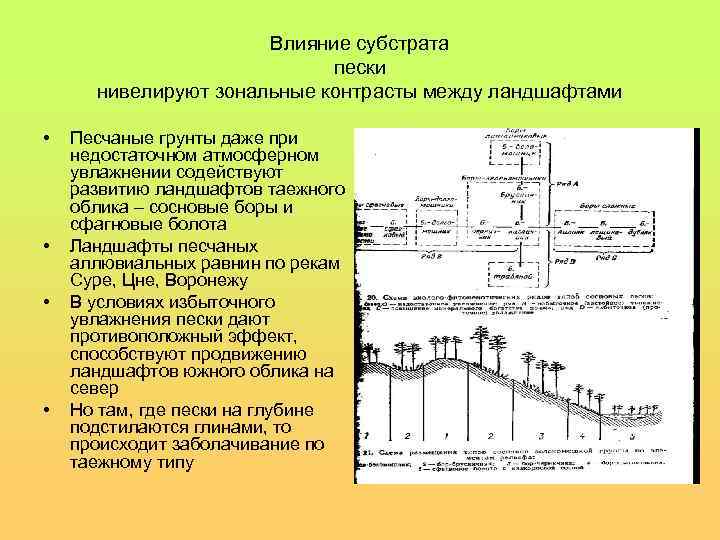 Влияние субстрата пески нивелируют зональные контрасты между ландшафтами • • Песчаные грунты даже при