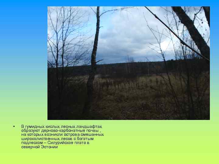  • В гумидных кислых лесных ландшафтах образуют дерново-карбонатные почвы , на которых возникли