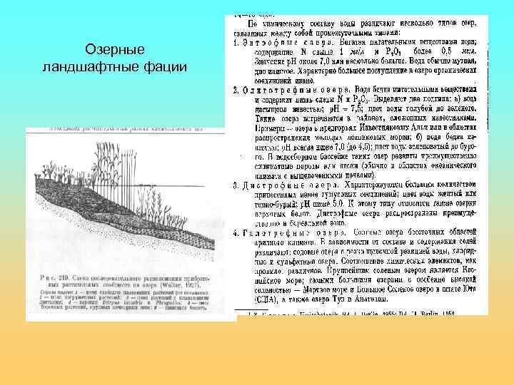 Озерные ландшафтные фации 