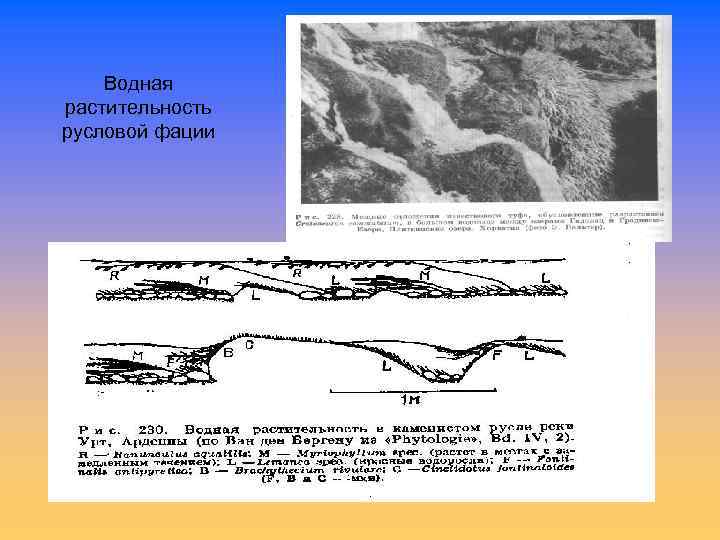Водная растительность русловой фации 