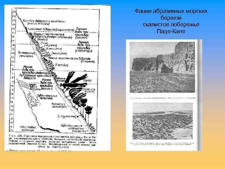 Фации абразивных морских берегов скалистое побережье Паде-Кале 