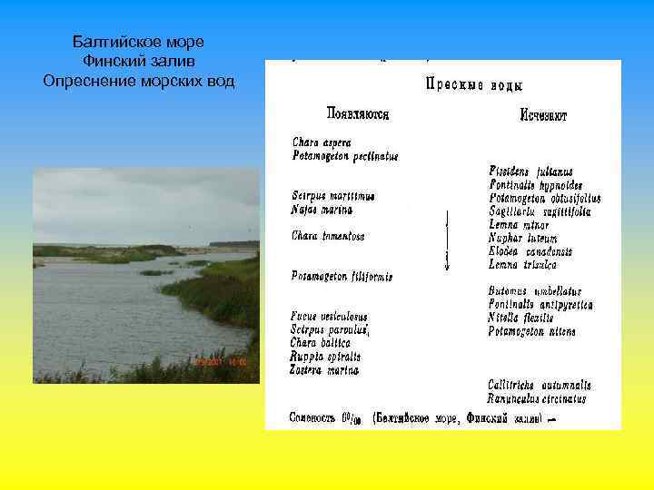 Балтийское море Финский залив Опреснение морских вод 