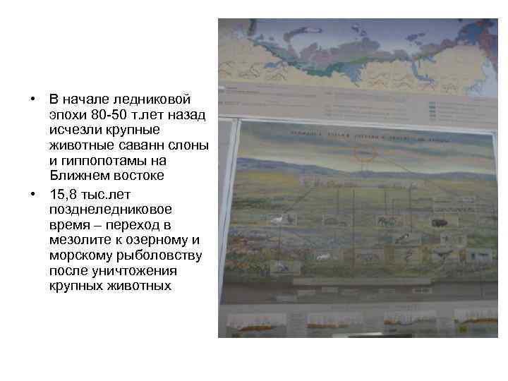  • В начале ледниковой эпохи 80 -50 т. лет назад исчезли крупные животные