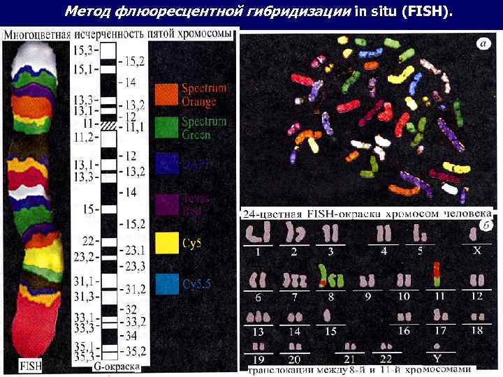 Метод флюоресцентной гибридизации in situ (FISH). 