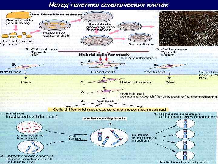 Метод генетики соматических клеток 