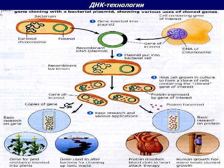 ДНК-технологии 