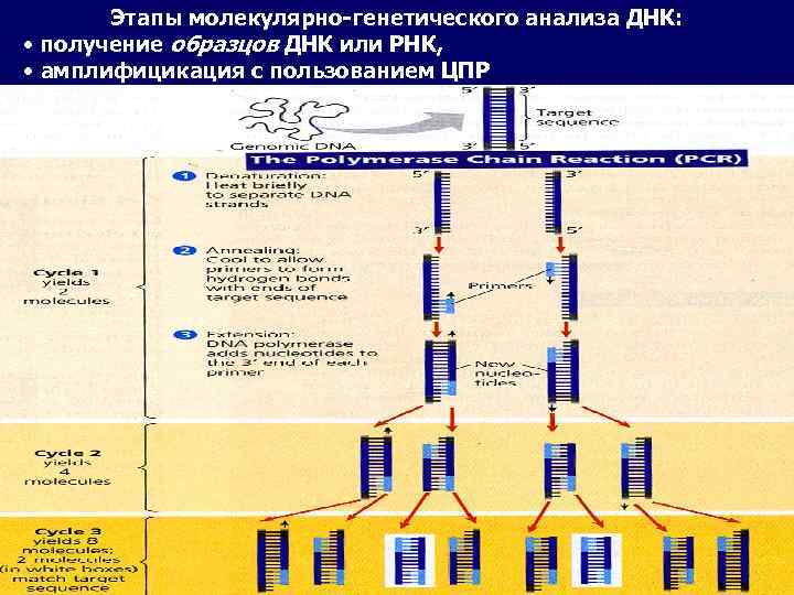 Этапы молекулярно-генетического анализа ДНК: • получение образцов ДНК или РНК, • амплифицикация с пользованием