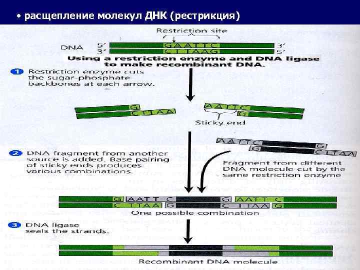 Расщепление молекул