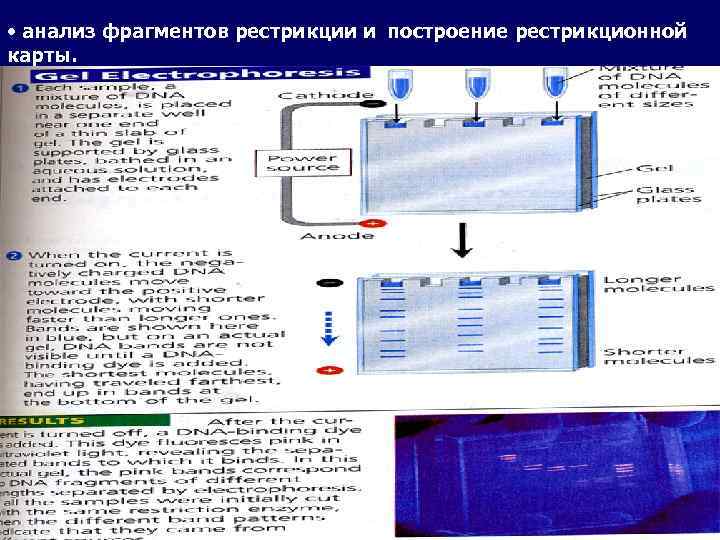  • анализ фрагментов рестрикции и построение рестрикционной карты. 