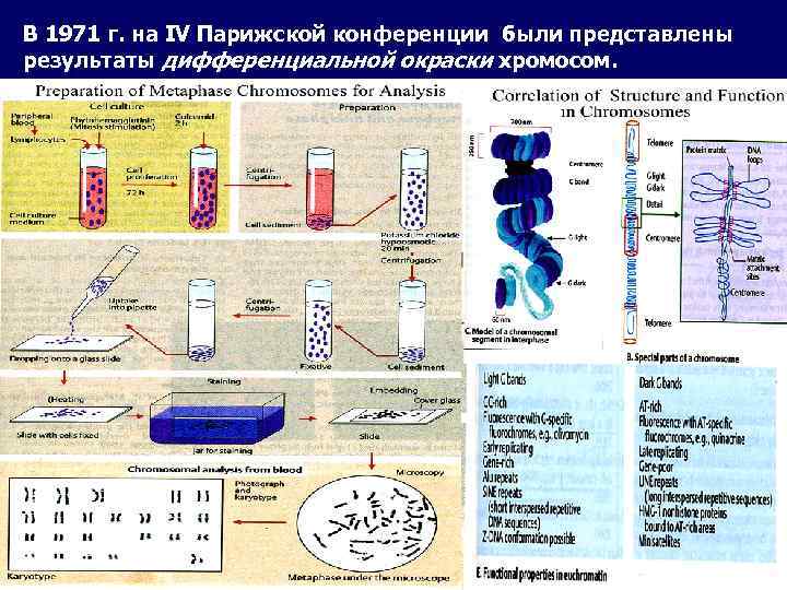 В 1971 г. на IV Парижской конференции были представлены результаты дифференциальной окраски хромосом. 