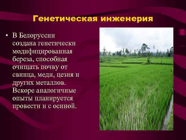   Генетическая инженерия • В Белоруссии  создана генетически  модифицированная  береза,