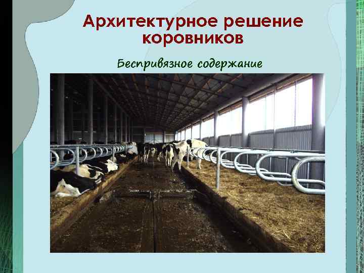 Архитектурное решение коровников Беспривязное содержание 