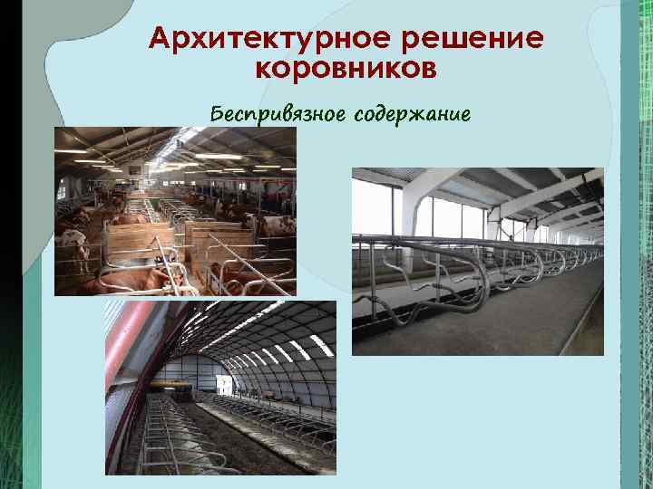 Архитектурное решение коровников Беспривязное содержание 