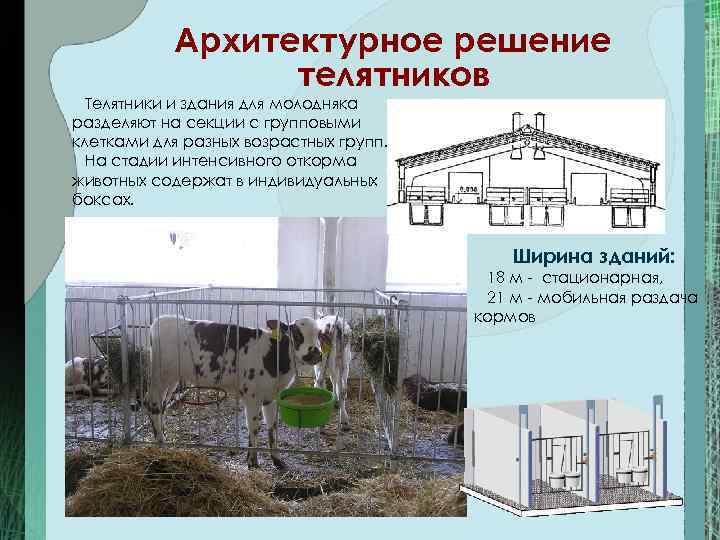 Архитектурное решение телятников Телятники и здания для молодняка разделяют на секции с групповыми клетками