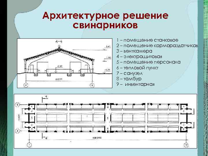 План свинарника. Чертеж свинарника откормочника. Чертеж свинарника на 200 голов. Чертежи свинофермы на 100 голов. Генеральный план свинарника маточника на 100 голов.